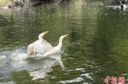 烟台吉林：罕见白鸬鹚连续两年“故地重游”